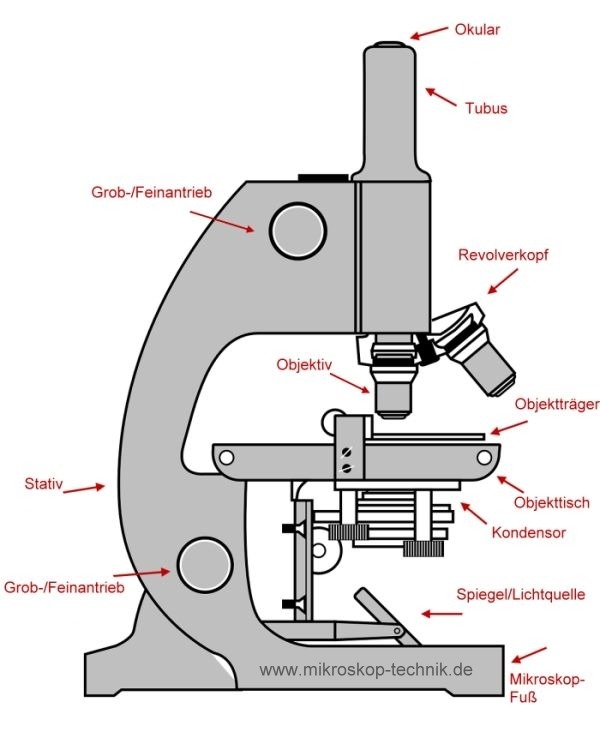 Aufbau und Bestandteile beim Mikroskop z.B. am Durchlichtmikroskop