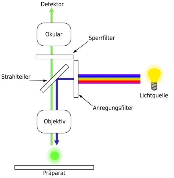Funktionsweise der Fluoreszenzmikroskopie im schematischen Aufbau erklärt Fluoreszenzmikroskopie: schematischer Aufbau eines Fluoreszenzmikroskops mit Strahlteiler und Filtern