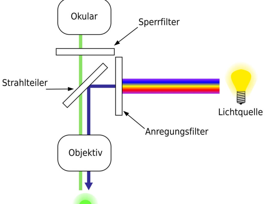 Fluoreszenzmikroskopie: schematischer Aufbau eines Fluoreszenzmikroskops mit Strahlteiler und Filtern