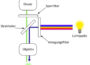 Fluoreszenzmikroskopie: schematischer Aufbau eines Fluoreszenzmikroskops mit Strahlteiler und Filtern