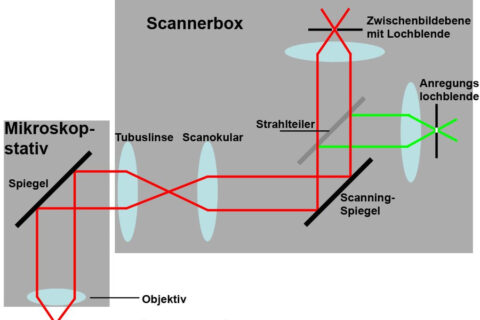 Schema eines konfokalen Laserscanningmikroskops mit Strahlengang