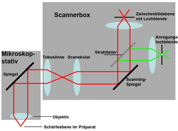 Funktionsweise eines konfokalen Mikroskops im schematischen Aufbau Schema eines konfokalen Laserscanningmikroskops mit Strahlengang