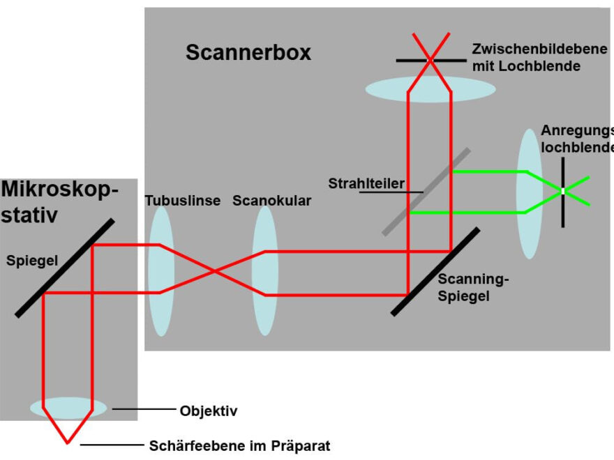Schema eines konfokalen Laserscanningmikroskops mit Strahlengang