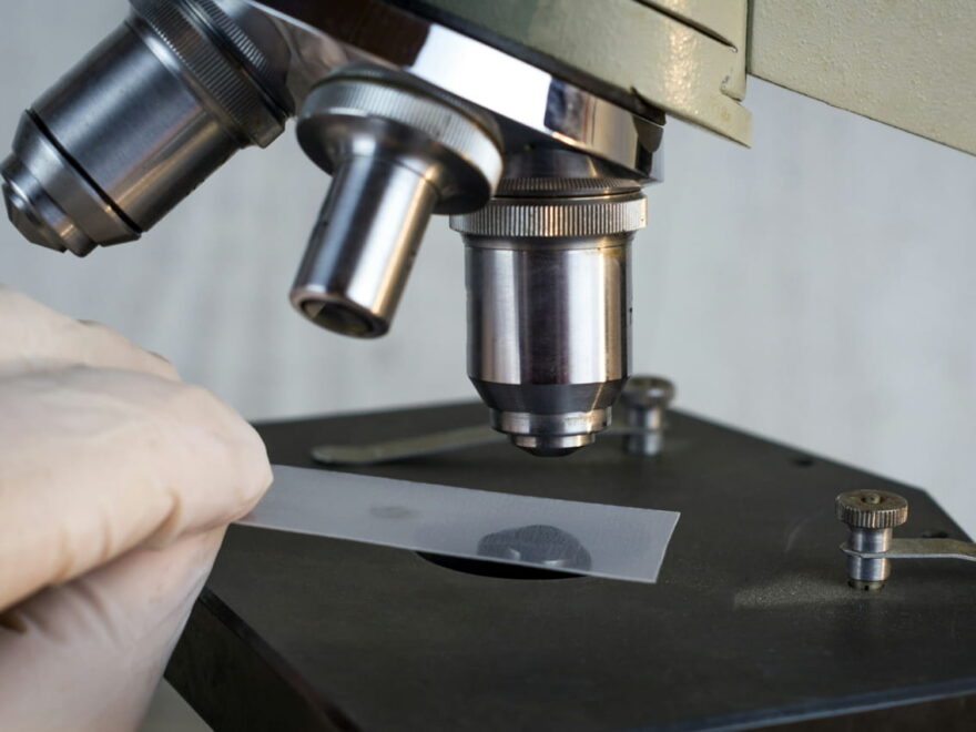 Mikroskopieren Schritt für Schritt mit Objektträger unter dem Mikroskop