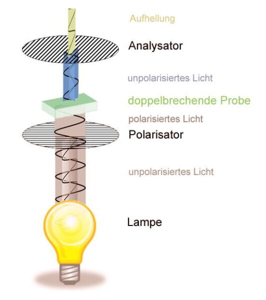 Aufbau und Funktionsweise der Polarisationsmikroskopie mit Lampe, Polarisator, Probe und Analysator schematisch dargestellt